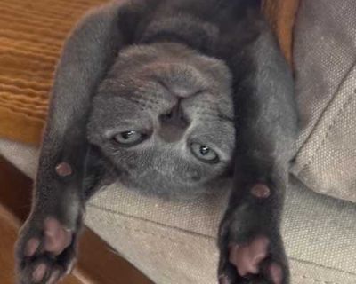 Meet Pennzoil, the brainy explorer of his sleek gray crew! While his brothers are busy zooming around, Pennzoil takes the time to investigate every nook and cranny, his curious little nose leading the way. He s a quiet observer with a gentle spirit the kind of kitten who likes to understand the world before jumping in paws-first. Don t mistake his thoughtful nature for timidity though when adve...