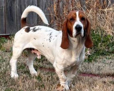 Charley - Basset Hound Male Dog for Adoption