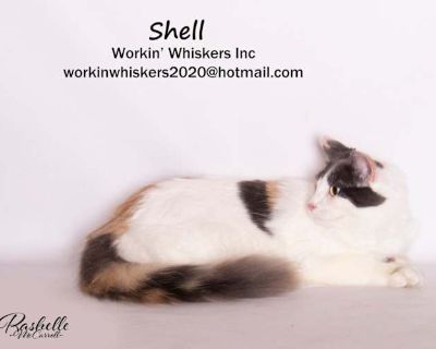 SHELL - Maine Coon Female Cat for Adoption