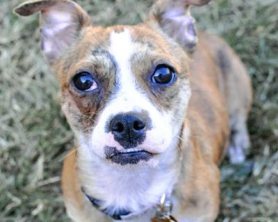 Copy and paste link to apply https://form.jotform.com/211656380142147 Hi there! I m Paprika! 10 months old and a chihuahua mix weighs 10.4 lbs I m learning all about the big world and how lucky I am to be here! Every day brings something new and exciting, and I m taking it all in with a wag and a smile. Still, what I d really love is to bring joy, love, and laughter into someone s life maybe yo...