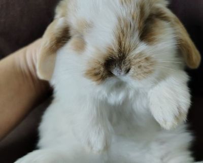 DWARF HOLLAND LOPS BUNNIES RABBITS BUNNY RABBIT