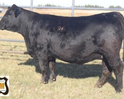 SRF Simm Bred Heifers for sale! ND State Simmental Sale consignments, Selling December 12, 2025 at 1:00 pm CST in Mandan, ND at Kist Livestock. SRF Miss 450M is a beautifully constructed Homozygous Polled daughter of KBHR Dually and an absolutely gorgeous Hooks Beacon female. Shes sound, deep bodied and attractive. Her dam posts progeny ratios of 95 for BW and 102 for WW on six calves and is de...