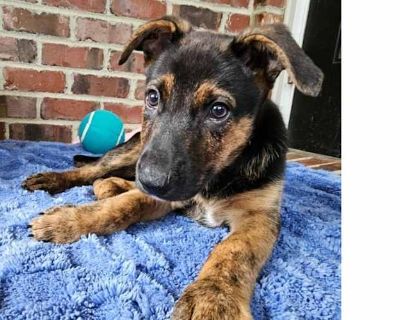 Arlo - Shepherd (Unknown Type) Male Puppy for Adoption