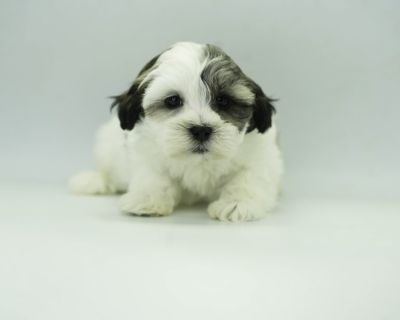 April - Female Mini teddy Puppy for Sale