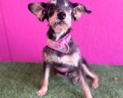 Dayana - Schnauzer & Miniature Pinscher Mix Female Dog for Adoption