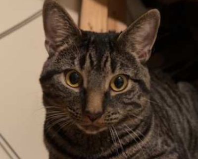 El Tigere (Tiger) is a one-year-old sweetheart who didn t show his true colors at the shelter. He was shy and overwhelmed there, so he came into foster care to decompress, and he s been blossoming ever since. This handsome boy adores head scratches and will plop on the floor and purr up a storm while making the cutest biscuits. He prefers affection on his own terms and needs a little time to wa...