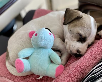 Jolie - Retriever & Terrier Mix Female Puppy for Adoption