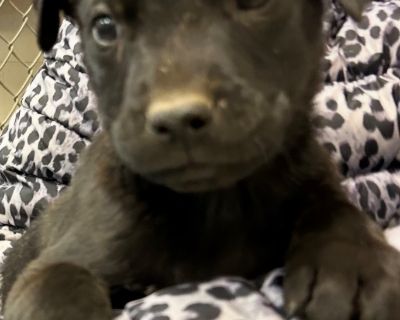 Health Vaccinations up to date.. Puppy Male Small