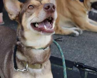 Mumford - Beagle/Shepherd (Unknown Type) Mix Male Dog for Adoption