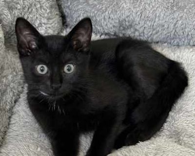 Thing - Domestic Shorthair Female Cat for Adoption