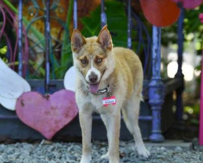 Giggles - Shepherd (Unknown Type) Female Dog for Adoption