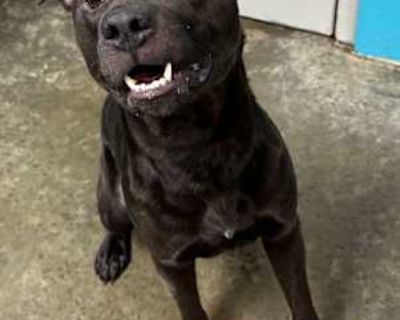 Havoc - Terrier (Unknown Type, Medium) Male Dog for Adoption