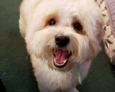 Mocca - The Stunning Boy - Maltipoo Male Dog for Adoption