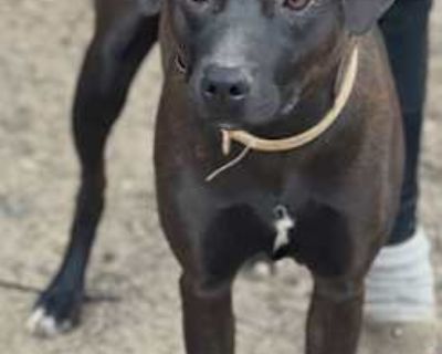 Lucy - Labrador Retriever/Terrier (Unknown Type, Medium) Mix Female Dog for Adoption
