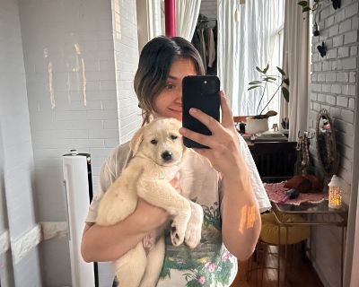 Q-BERT - Great Pyrenees Male Puppy for Adoption