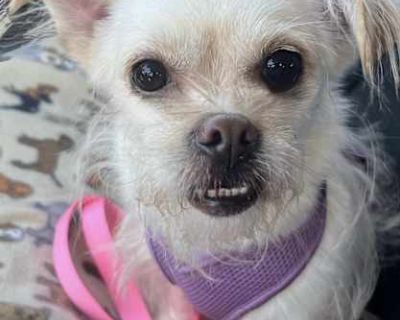 Kool Whip Kenzie - Shih Tzu/Chihuahua Mix Female Dog for Adoption