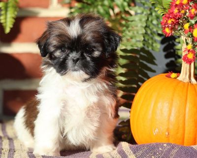 Duchess - 8 Weeks Female Shih Tzu Puppy for Sale