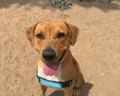Beau - Mixed Breed (Medium) Male Dog for Adoption
