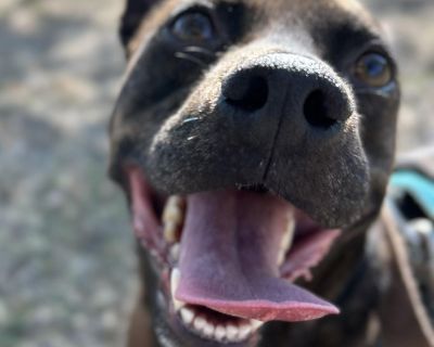 Rigsby - Retriever Mix Male Dog for Adoption