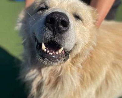 Mufasa - Great Pyrenees Male Dog for Adoption