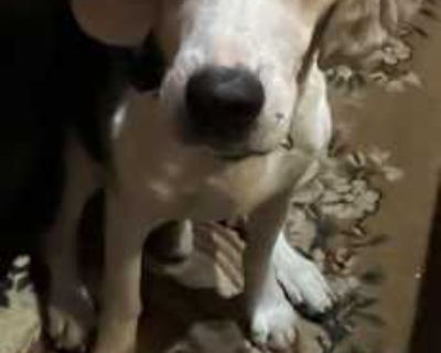River - Beagle Male Dog for Adoption