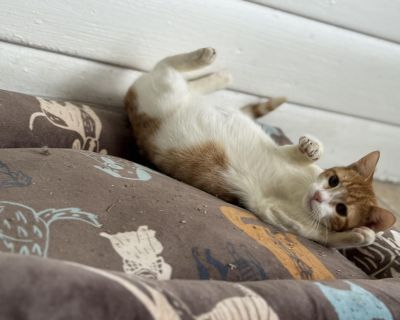 Meet Orange Fanta (Foster-Allison) The Zest of Life You ve Been Missing! If sunshine had fur and a heart full of purrs, it would look exactly like Orange Fanta. With his bright orange coat and sparkling eyes, this little boy is as fizzy and joyful as the drink he s named after! But Fanta s story didn t start so bubbly. He was found all alone, hungry and scared, with a tiny meow that barely whis...