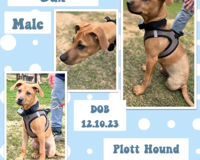 Dax - Plott Hound & Labrador Retriever Mix Male Puppy for Adoption