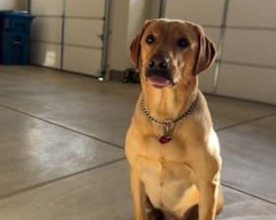 Gabbar - Labrador Retriever Male Dog for Adoption