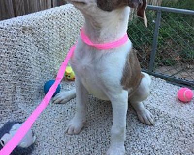 Esme - Pit Bull Terrier Female Puppy for Adoption