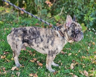 Sledge - French Bulldog Male Dog for Adoption