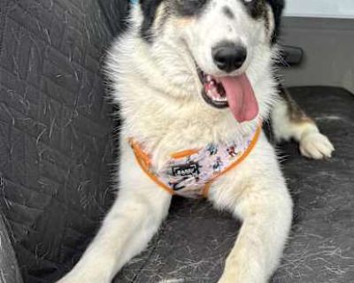 Pluto - Border Collie/Husky Mix Male Puppy for Adoption