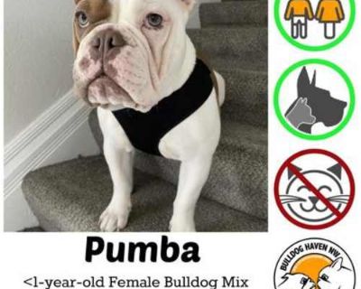 Pumba - pending - French Bulldog/English Bulldog Mix Female Puppy for Adoption