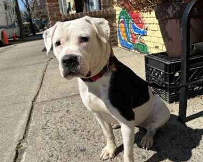 Chloe - American Pit Bull Terrier Female Dog for Adoption