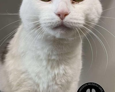 Vous cherchez un compagnon calme, doux et rempli de sagesse? Rosario est le chat parfait pour vous! Ce gentil m le de 10 ans fait partie de notre programme Museau Gris, qui met en lumi re nos chats seniors en qu te d une retraite paisible et remplie d amour. Rosario est un gar on amical et affectueux, qui appr cie volontiers les caresses et les moments tranquilles en compagnie de son humain. Il...