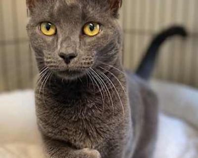 Ophelia - Domestic Shorthair Female Cat for Adoption