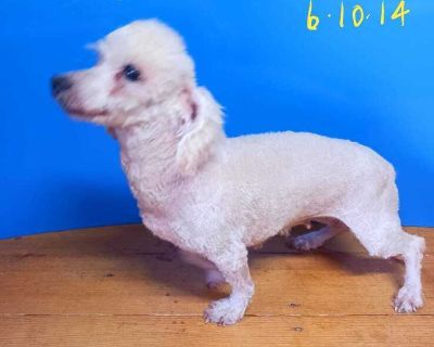 Taffy Minnie Poodle - Poodle Female Dog for Adoption