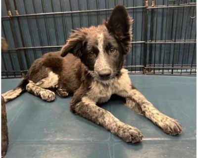 Keno - Australian Cattle Dog/Labrador Retriever Mix Female Puppy for Adoption