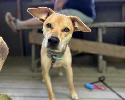Kiddo (AVAILABLE 7\/2) - Beagle Female Dog for Adoption