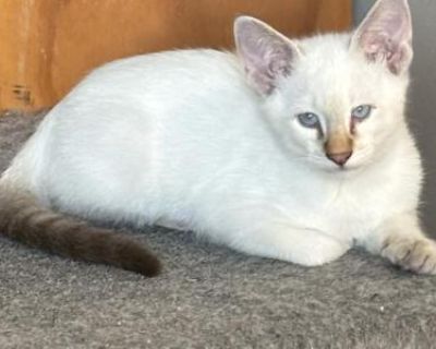 Seal Lynx Male Dark Blue Collar - Siamese Male Kitten For Sale