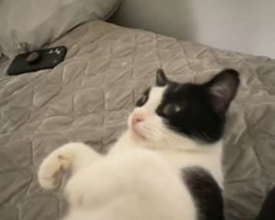 Bunny Lucas - American Shorthair Female Cat for Adoption
