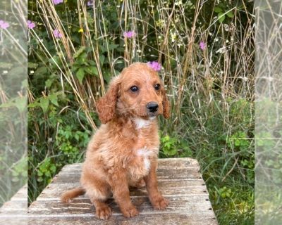 Lulu - Goldendoodle (Miniature) Female Puppy for Sale