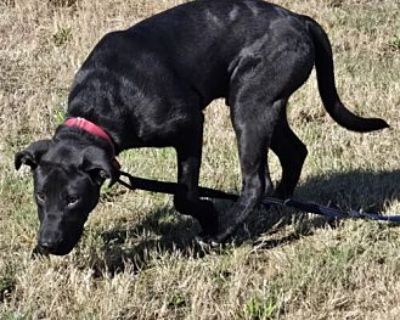 Timothee Chalamet - Labrador Retriever Male Puppy for Adoption