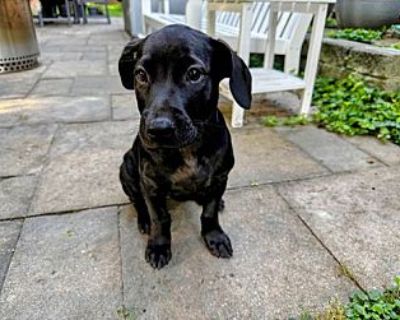 Penelope (penny) - Labrador Retriever Female Puppy for Adoption