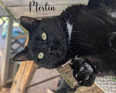 MERLIN - Domestic Short Hair Male Cat for Adoption