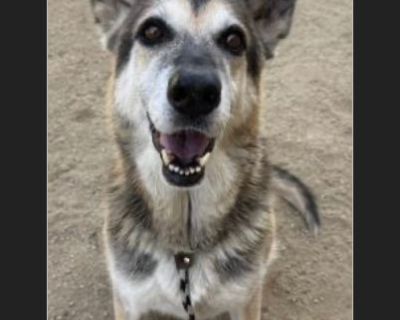 Sweet Senior Cindy the GSD at North Central, Major Medical Alert!!! Please help her!!! Video: https://drive.google.com/file/d/1nO7-dUj0FqZSpTxhsaCY7tPdrh9by1ZY/view?usp=sharing Videohttps://drive.google.com/file/d/13dSrJVZ1Z8_czbSMuSbOaQFrlBv9H__6/view?usp=sharing Cindy is MAJOR medically alerted and not improving in the shelter. She needs extra medical attention ASAP! This sweet girl has been ...