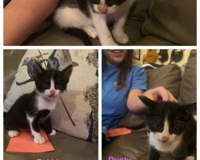 Child. Black & white or tuxedo. Hair: short. Please contact Dana ( [email protected] ), (925) 586-6408 for more information about this pet. Want to meet? [ Fill out the Application ] , then email it to the contact in this bio. great with young kids Age: 10 weeks (born ~9/1/25) Personality: Confident, loving, playful, friendly Adoption Requirement: Must be adopted in pairs or with another young ...