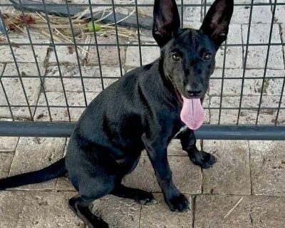 Meet Bunny, the paw-some, furry friend you've been waiting for! This young pup is an absolute bundle of joy, with a playful and curious personality that will keep you on your toes. Bunny is as brave as they come, always up for an adventure and ready to explore the world with you. She's also incredibly affectionate and loyal, and will be your best friend for life. With her athletic build, she's ...