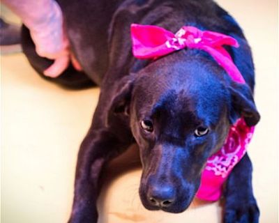 Millie - Labrador Retriever Female Dog for Adoption