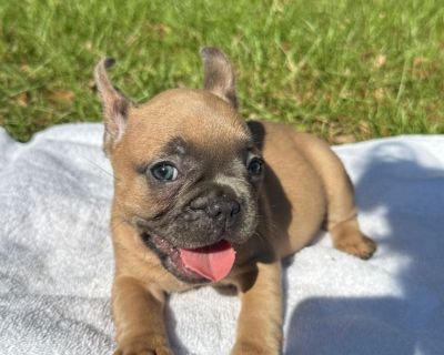 1 Male and 2 Female French Bulldog Puppies for Sale