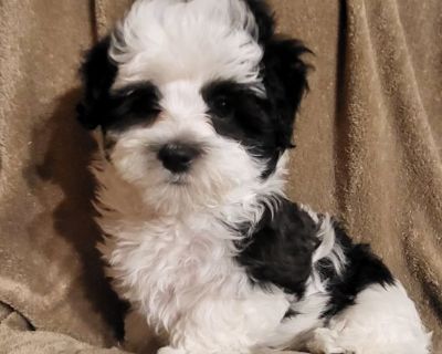 Havanese puppies